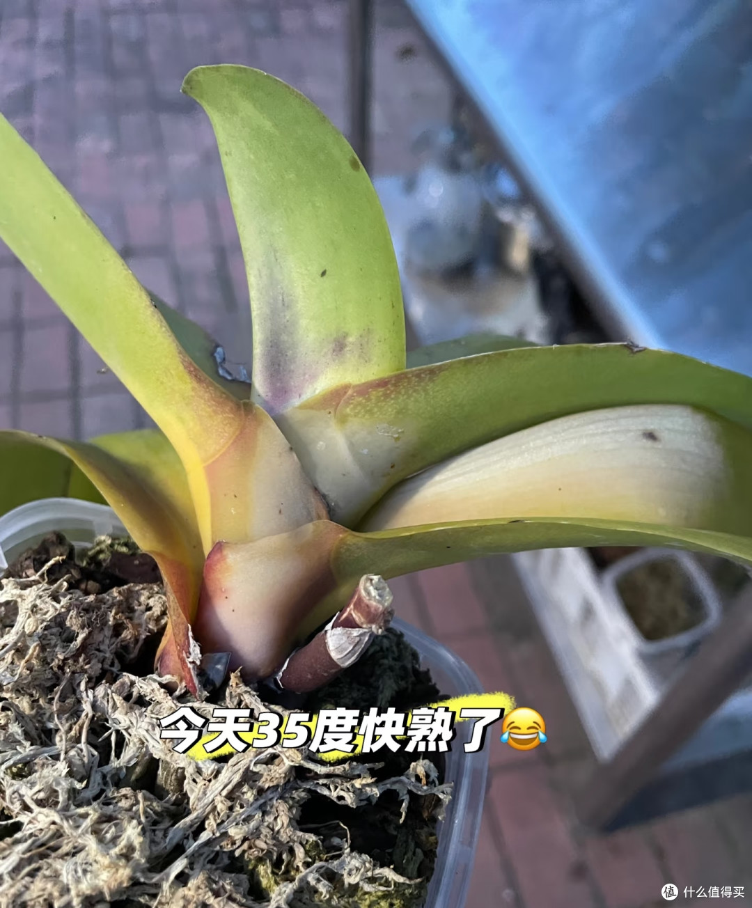 夏天养蝴蝶兰,千万别做“4件傻事”,只错一件就可能要了小命!