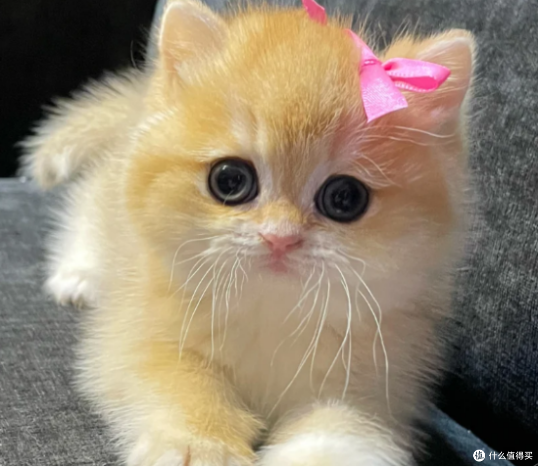 三步甄选优质猫粮,读懂指标远离劣质原料