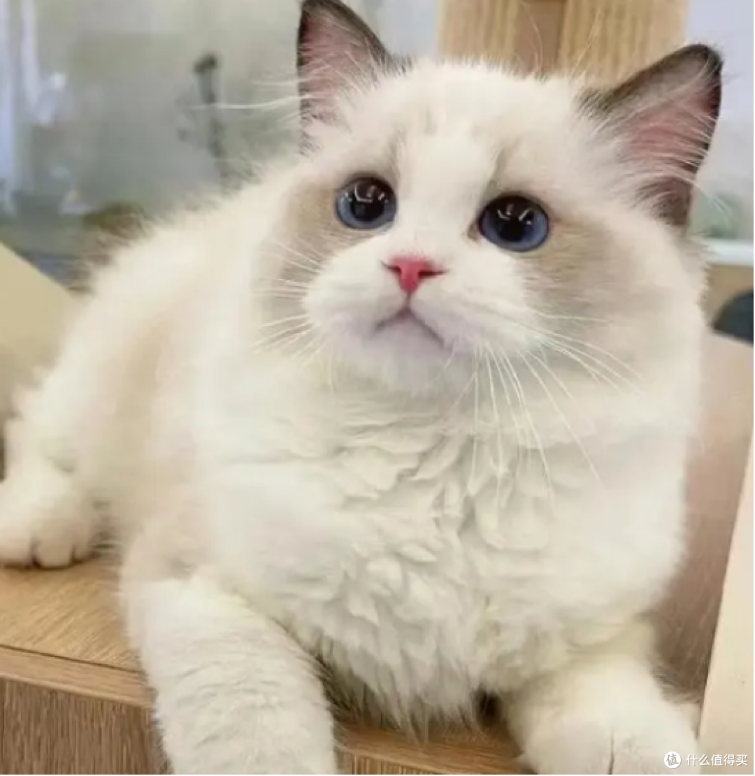 三步甄选优质猫粮,读懂指标远离劣质原料