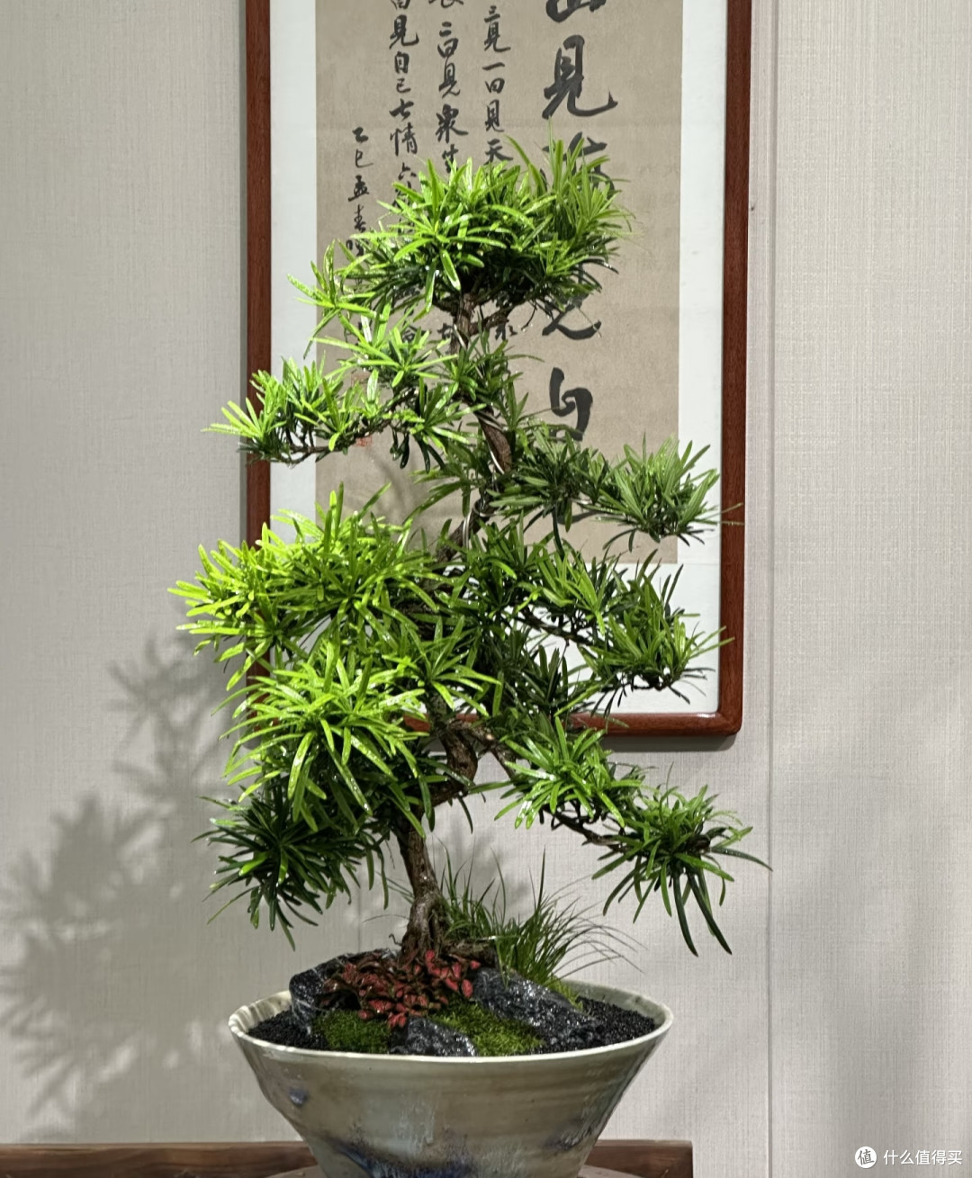 适合客厅养的8种“长寿树”，越养越值钱，养好了就是传家宝