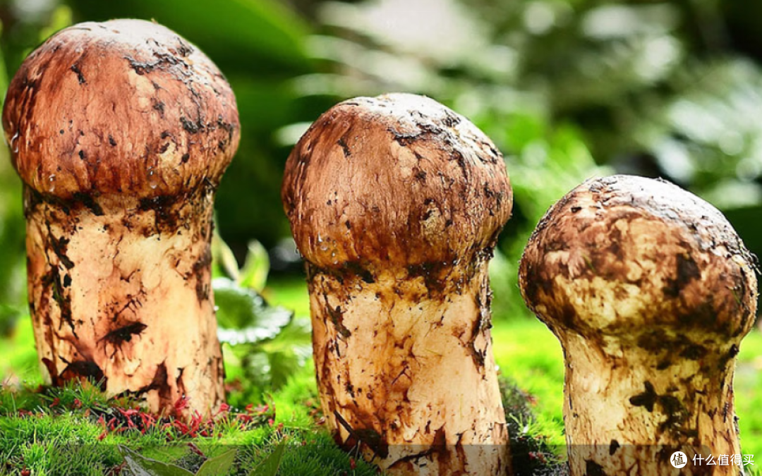 价格便宜的，顶级食材清单