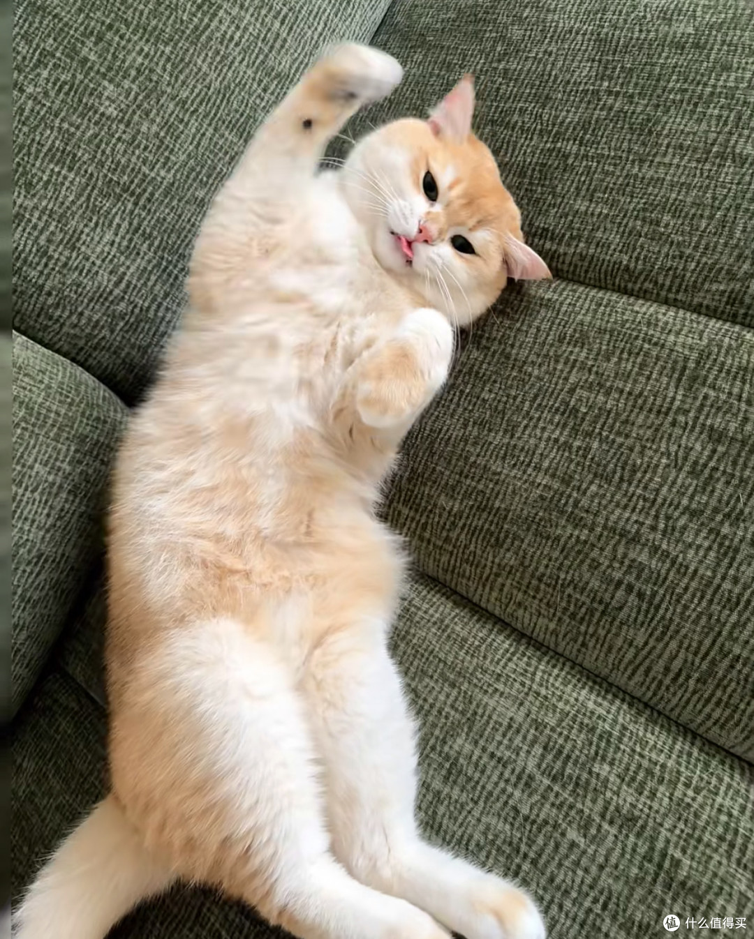 告别猫毛：一把梳子的妙用