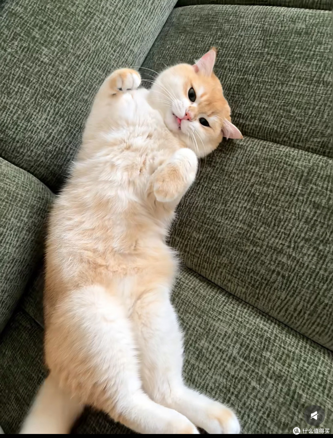 告别猫毛：一把梳子的妙用