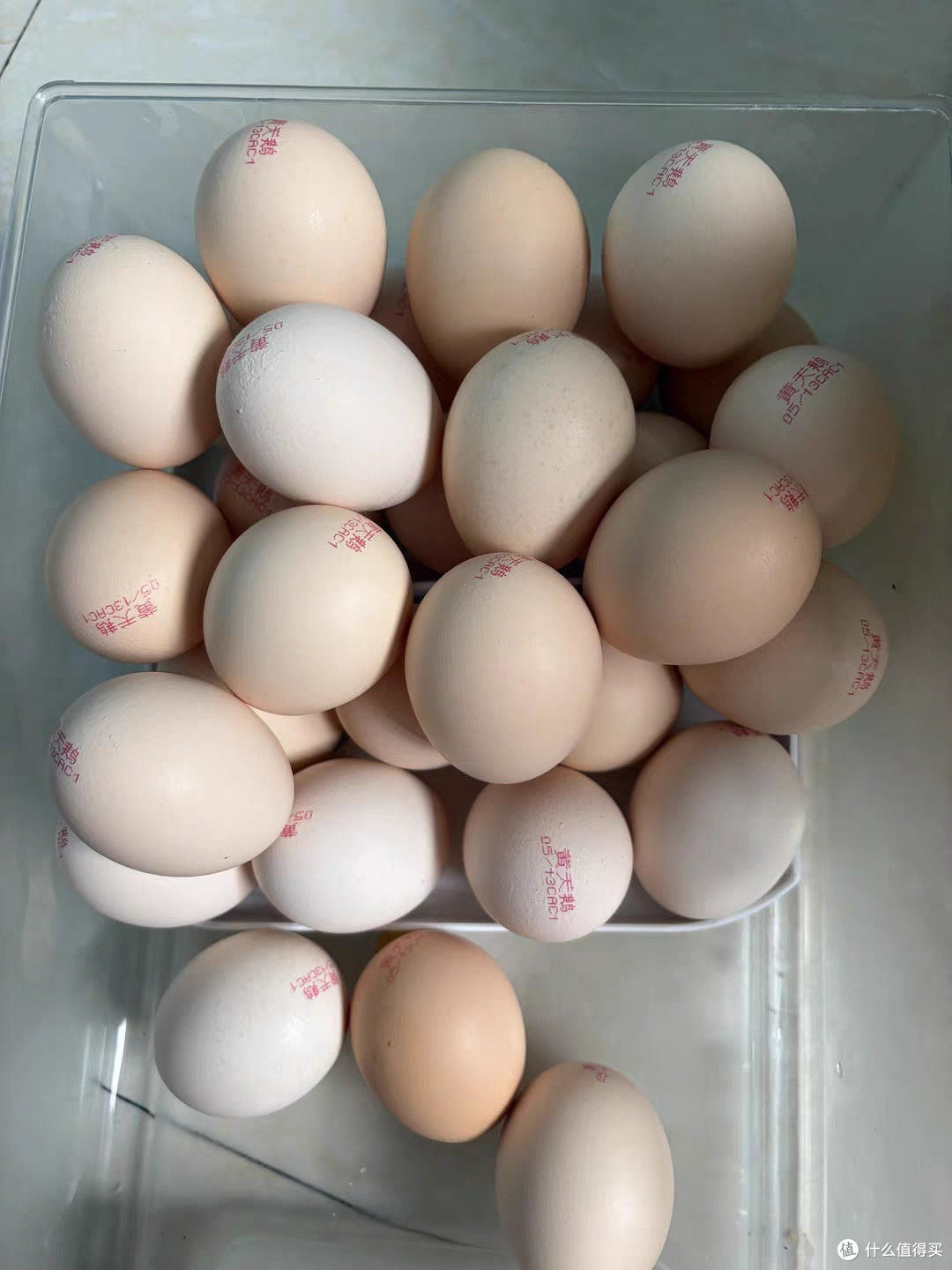 黄天鹅可生食鸡蛋体验