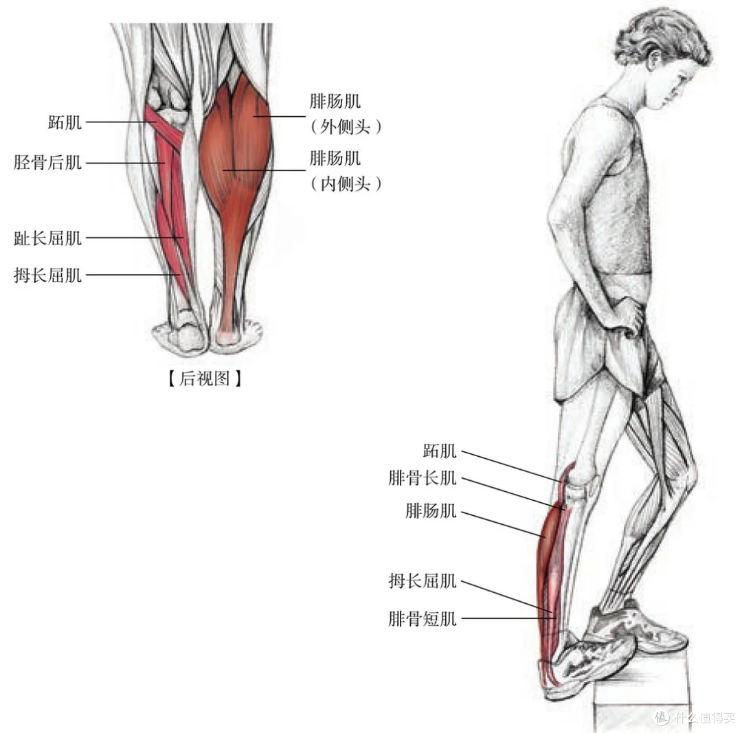 运动后小腿粗壮如萝卜?4个精准拉伸动作,轻松恢复柔软线条