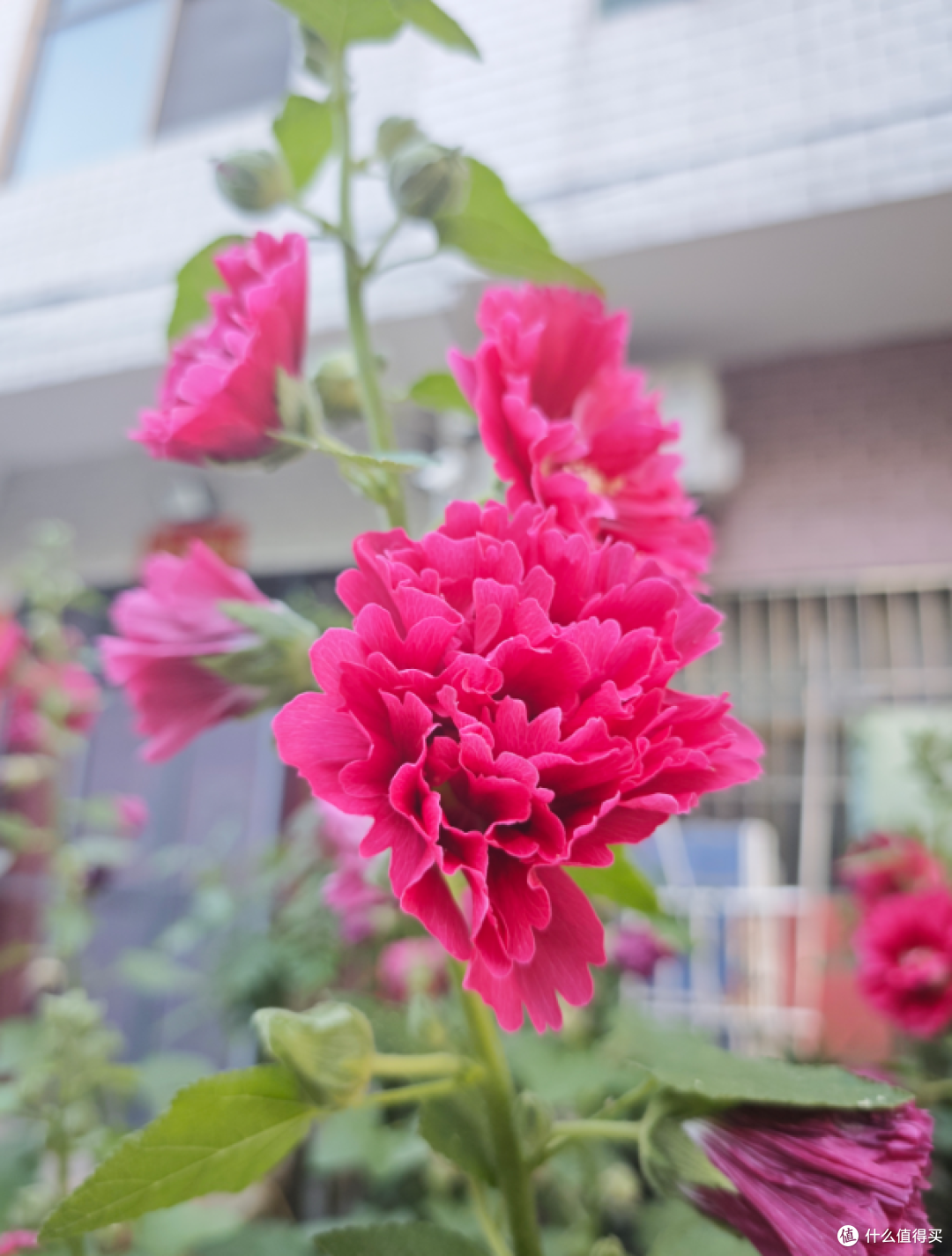 墙角那丛蜀葵一开，夏天就真来了🌺