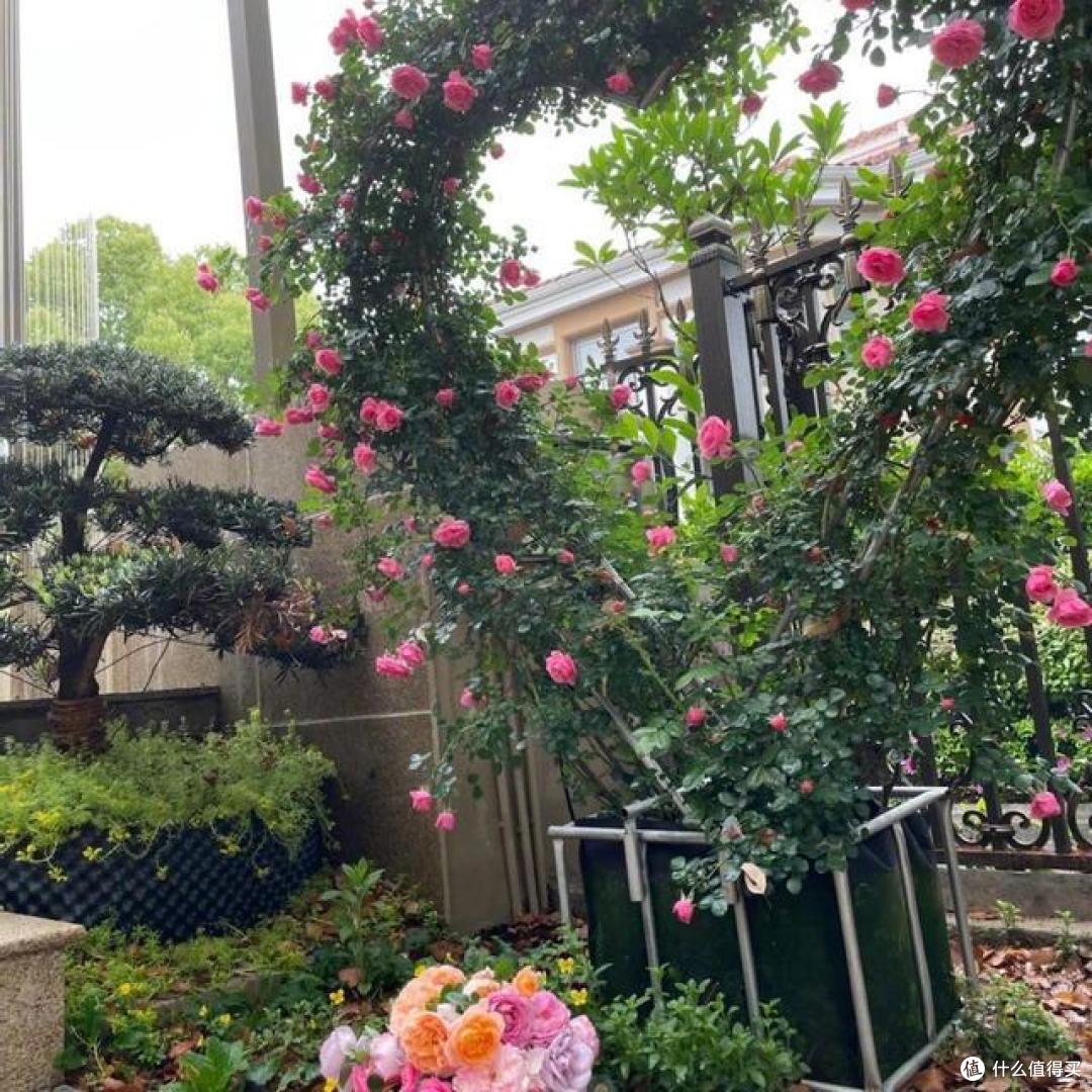 邹市明的上海豪宅火了:庭院种满鲜花绿植,简直就是“人间仙境”