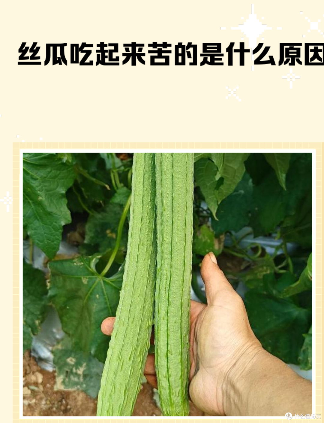 夏天越苦越清热?这 4 种「苦」吃一口就可能进医院