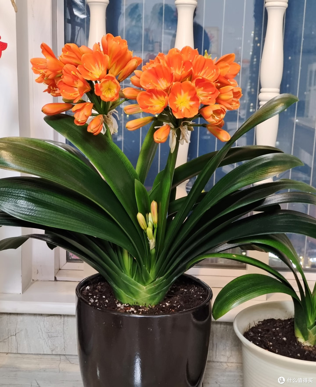有一种后悔叫买了君子兰:不好养不开花,直接成了老小苗