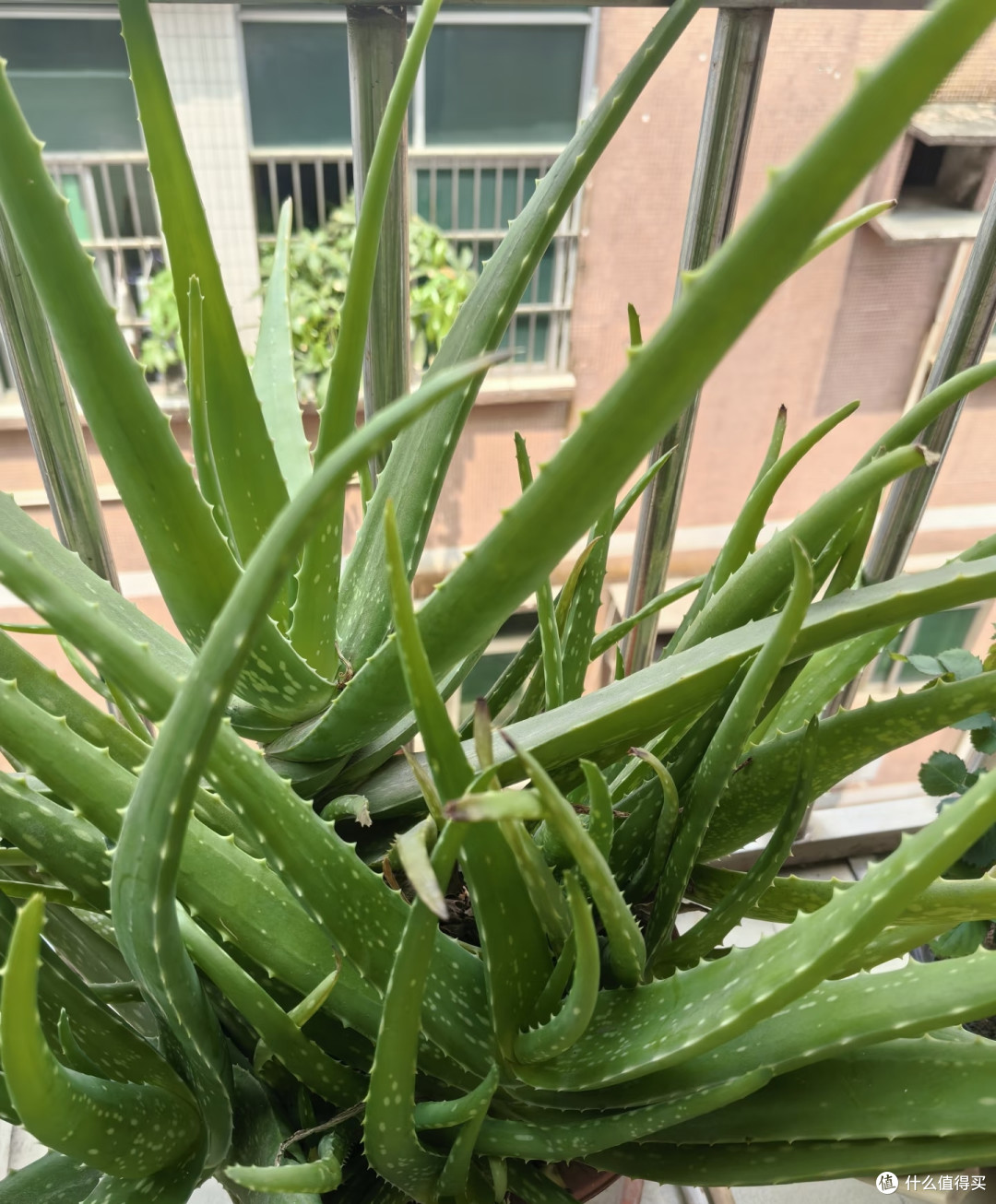 曾“红极一时”的芦荟为何卖不动了?只因这8个缺点太讨厌!