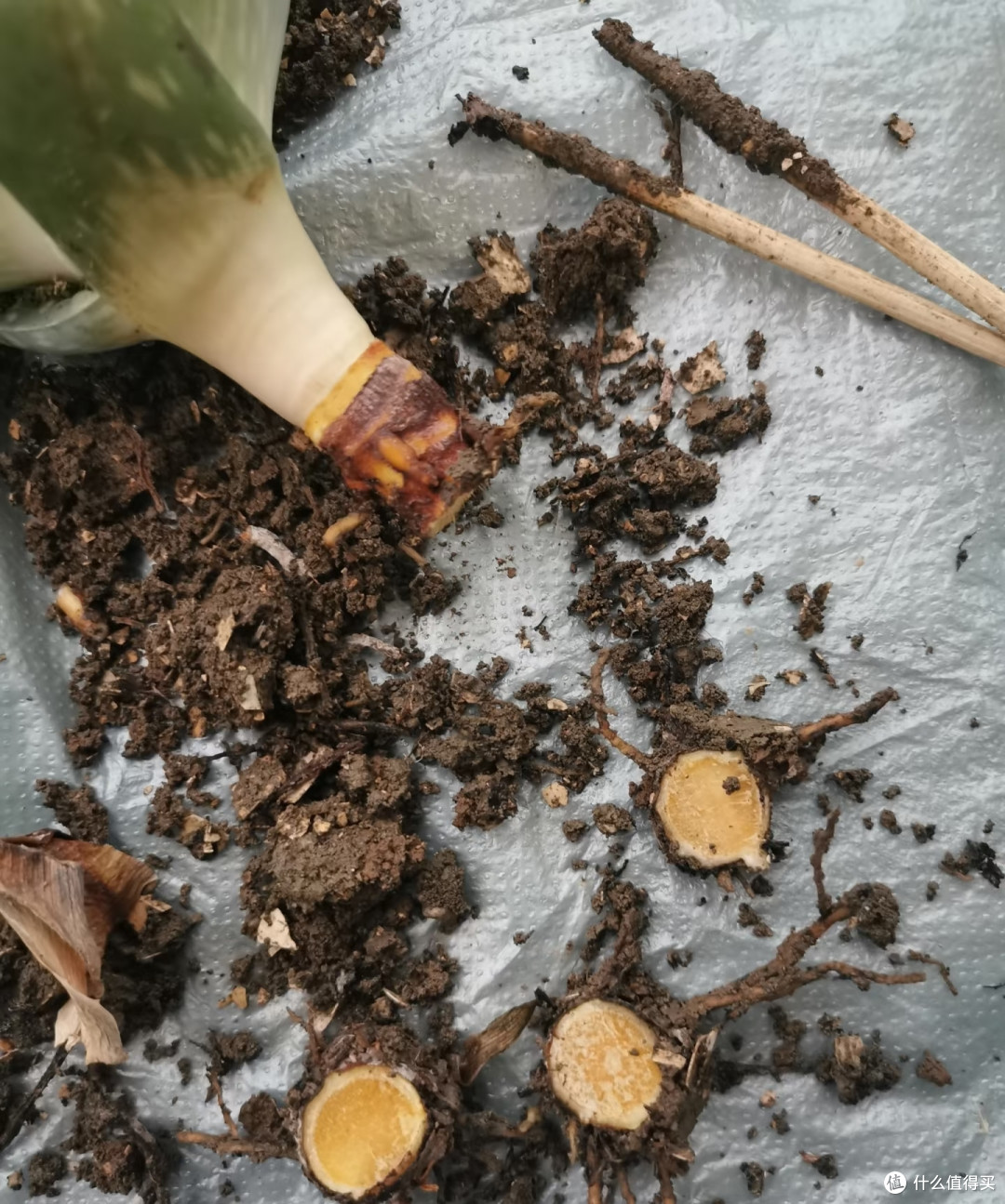 曾“红极一时”的芦荟为何卖不动了?只因这8个缺点太讨厌!