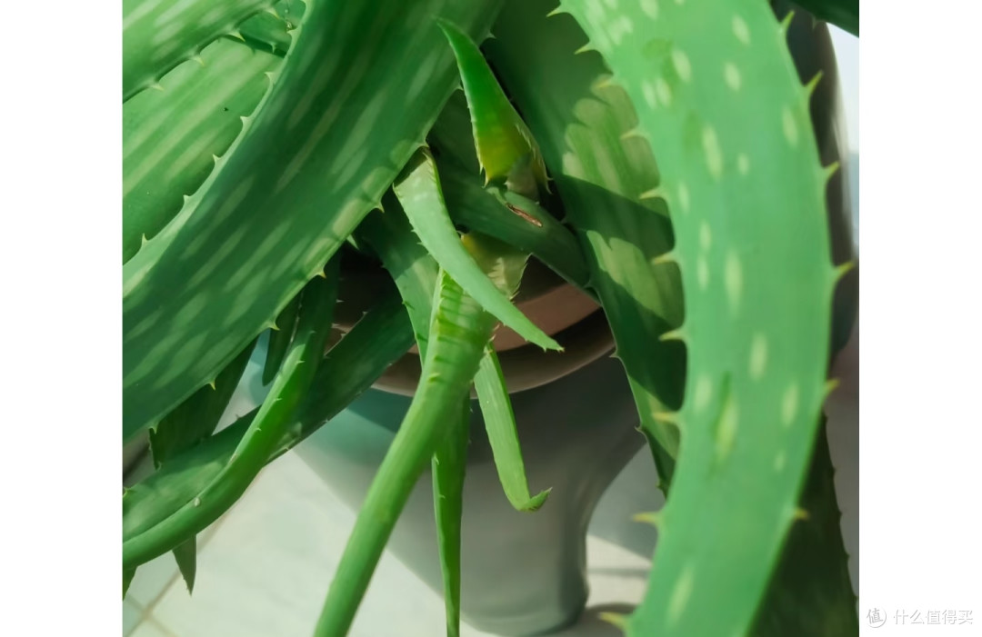 曾“红极一时”的芦荟为何卖不动了?只因这8个缺点太讨厌!