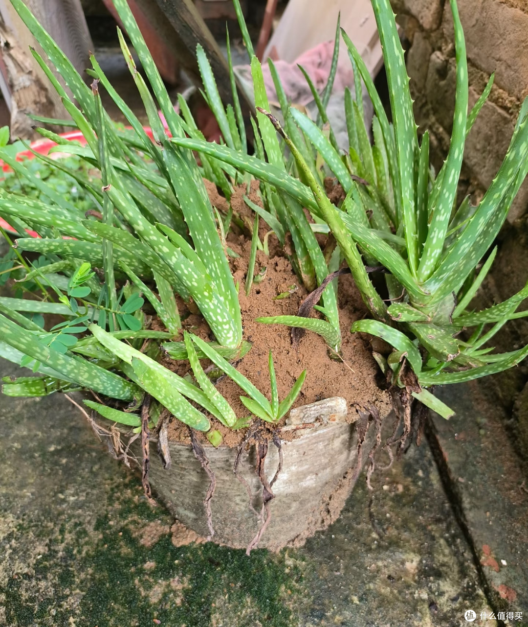 曾“红极一时”的芦荟为何卖不动了?只因这8个缺点太讨厌!