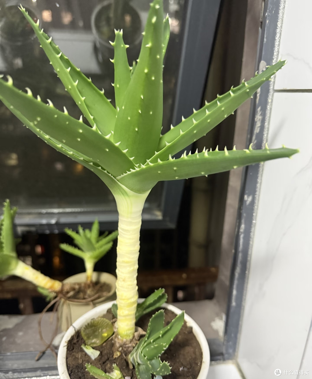 曾“红极一时”的芦荟为何卖不动了?只因这8个缺点太讨厌!