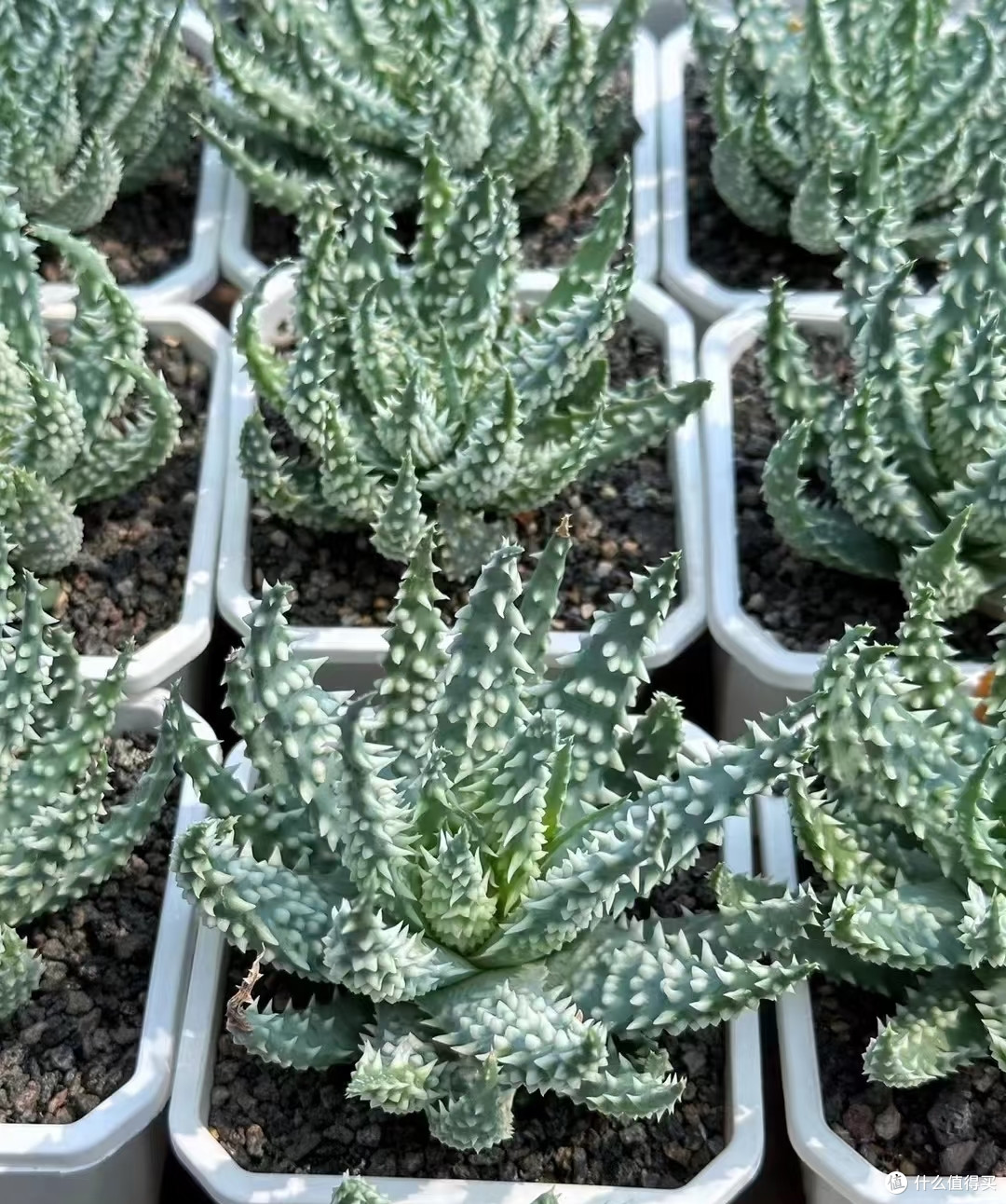 曾“红极一时”的芦荟为何卖不动了?只因这8个缺点太讨厌!