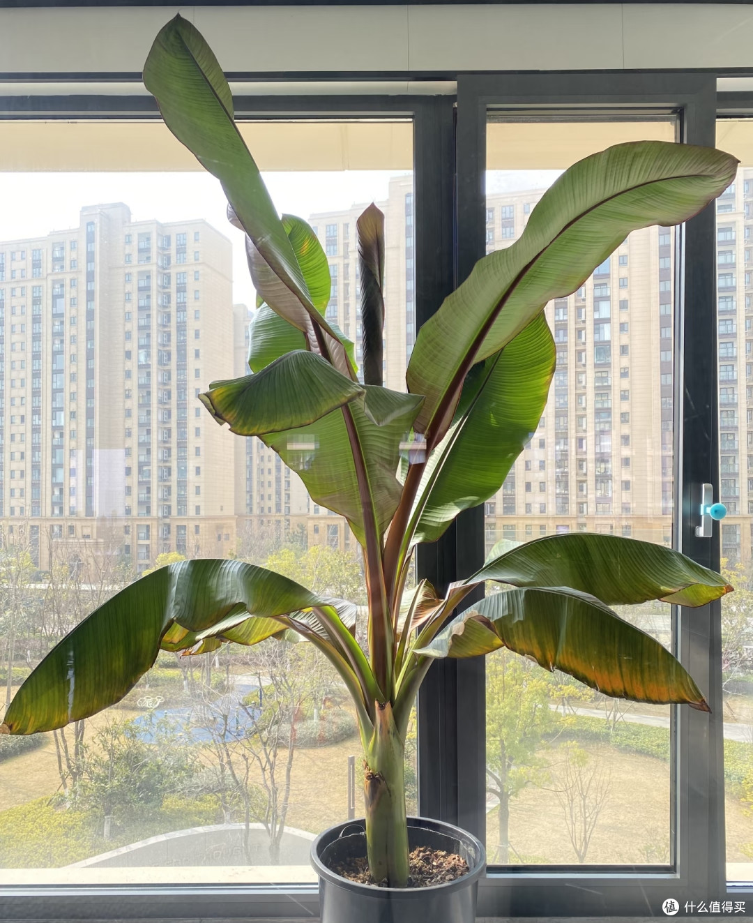 据说这5种是“霉运树”,家里有赶紧扔,都是以讹传讹,不能信!