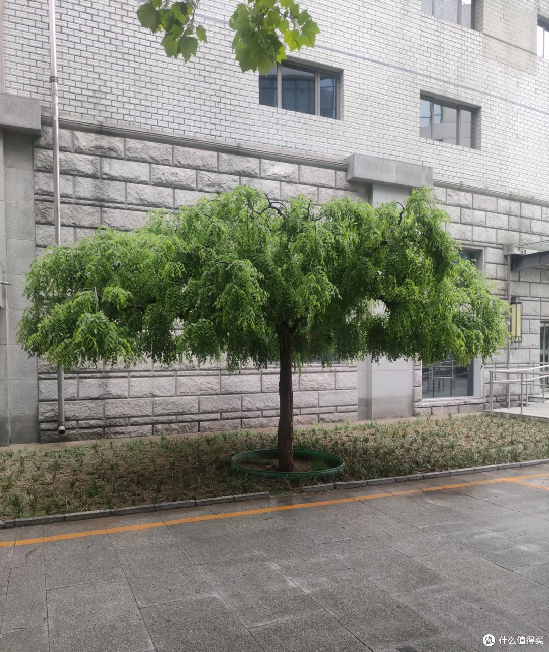 据说这5种是“霉运树”,家里有赶紧扔,都是以讹传讹,不能信!
