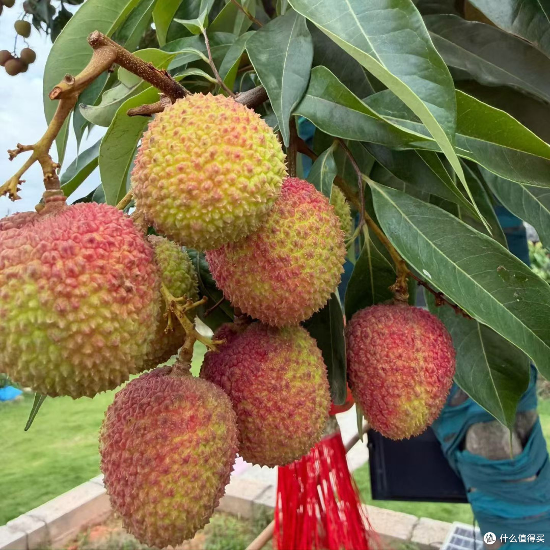 增城荔枝怎么辨别真假?实测妃子笑选购+保存全攻略