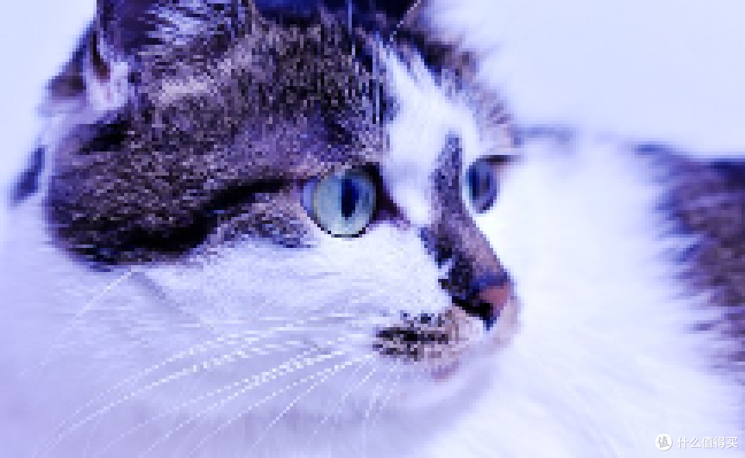 2026烘焙猫粮选购标准与高肉含量排行榜:科学维度下的十款优选