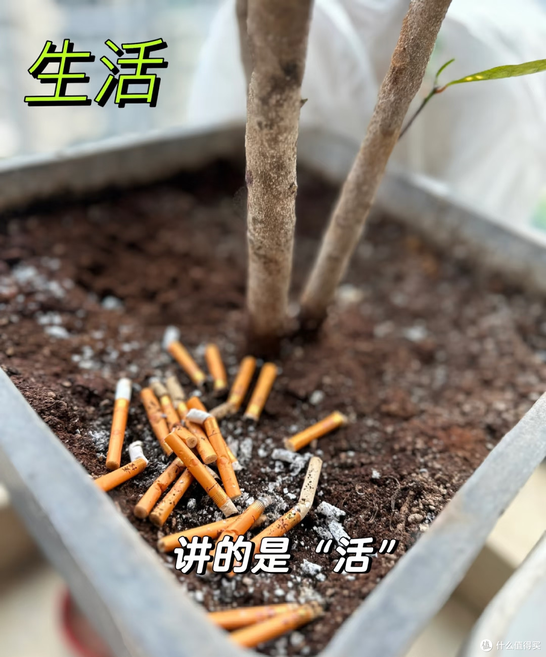 网友的智慧真是无穷的,这15个养花小妙招,打死我也想不出来啊!