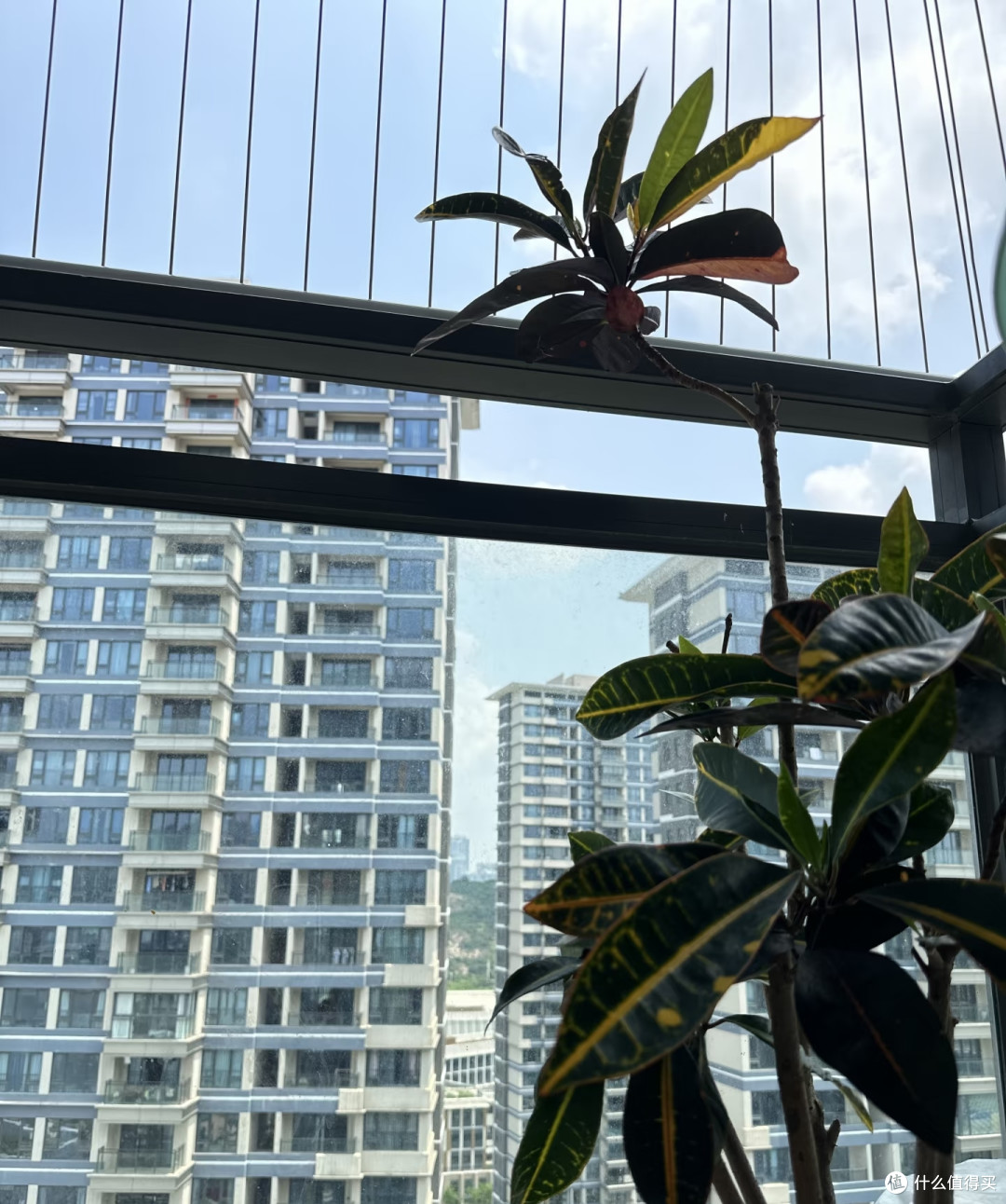 网友的智慧真是无穷的,这15个养花小妙招,打死我也想不出来啊!