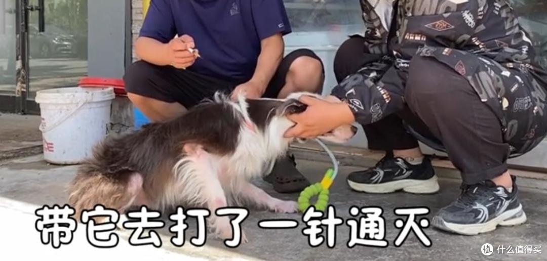 骨瘦如柴的边牧饿晕在路边,狗狗绝望无助之际,希望终于曙光出现