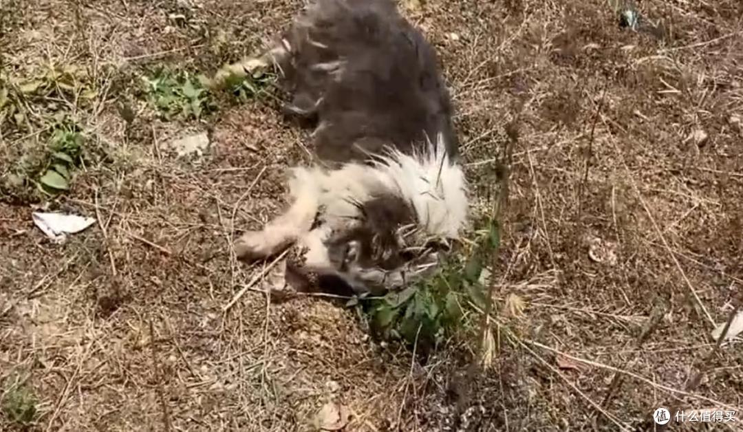 骨瘦如柴的边牧饿晕在路边,狗狗绝望无助之际,希望终于曙光出现