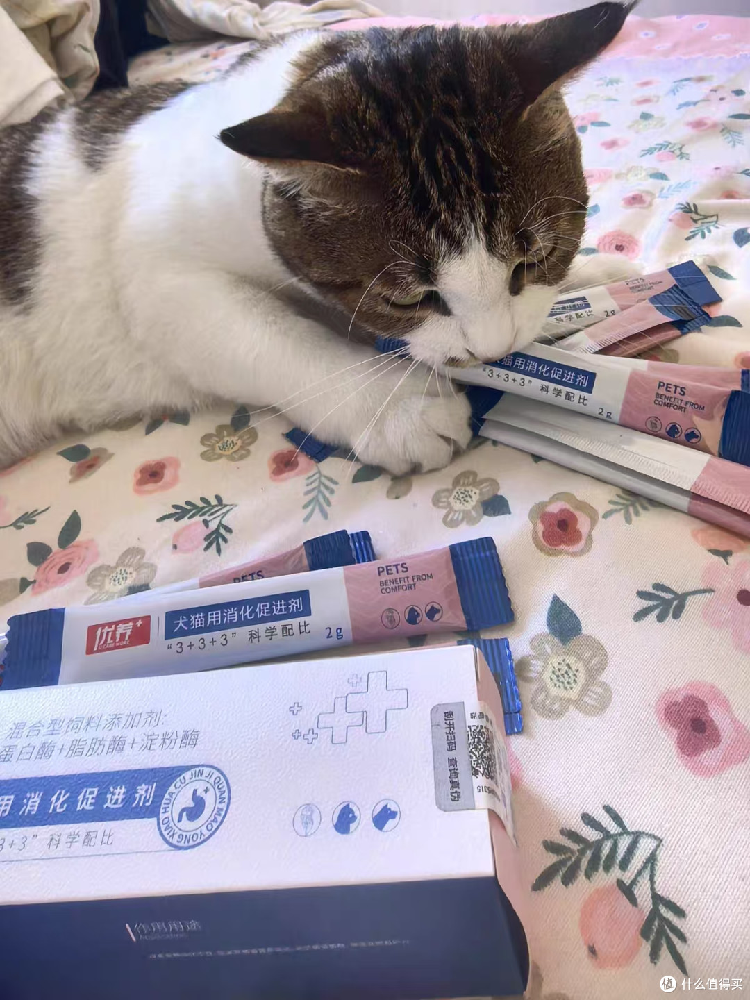 优养猫益生菌 + 宠物胰酶｜养宠家庭肠胃救星