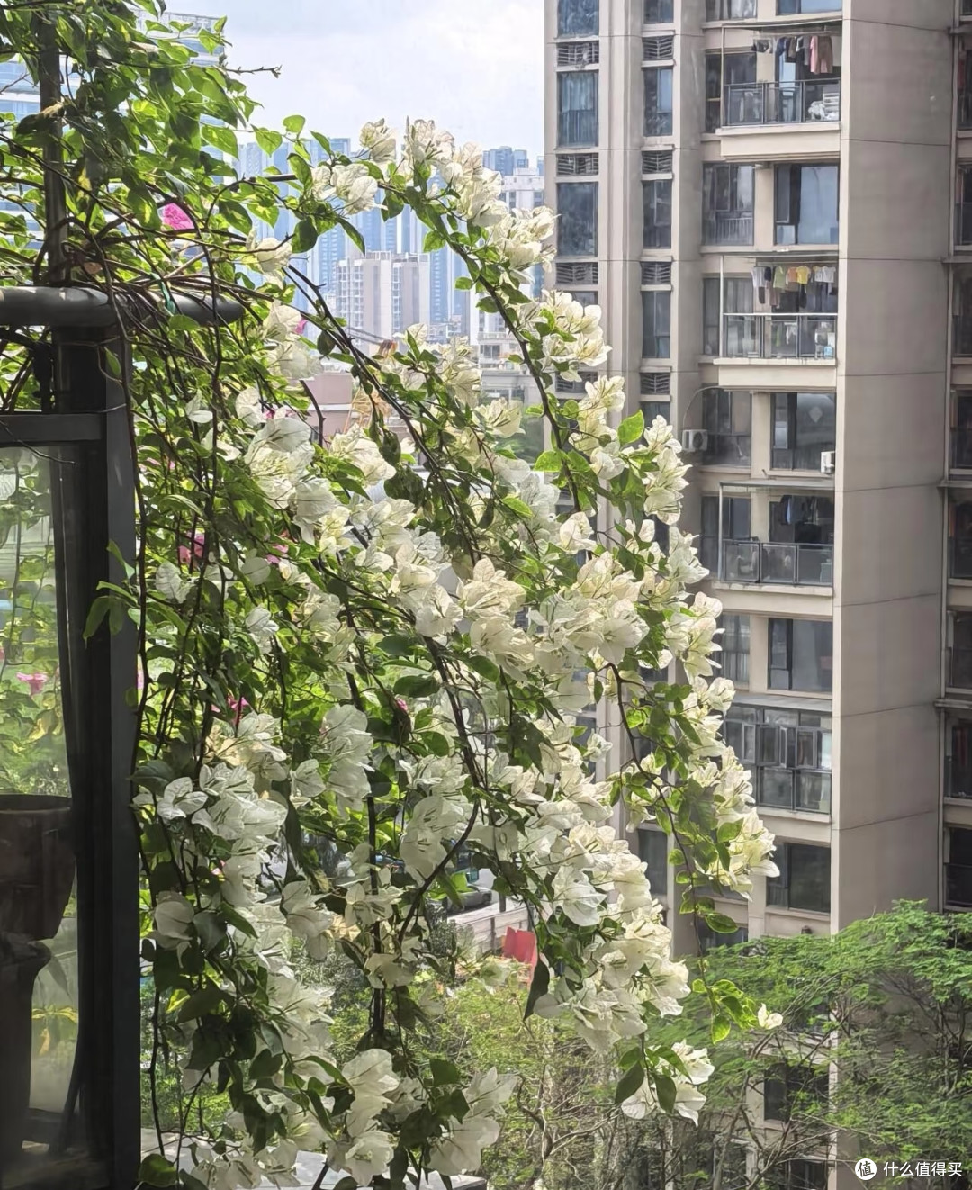 在阳台种8年三角梅,总结出3条铁律,不乱买肥照样能开成花瀑布