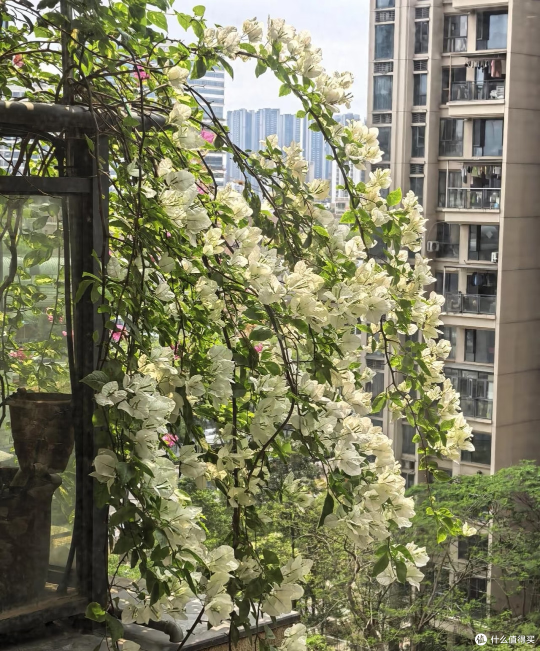 在阳台种8年三角梅,总结出3条铁律,不乱买肥照样能开成花瀑布