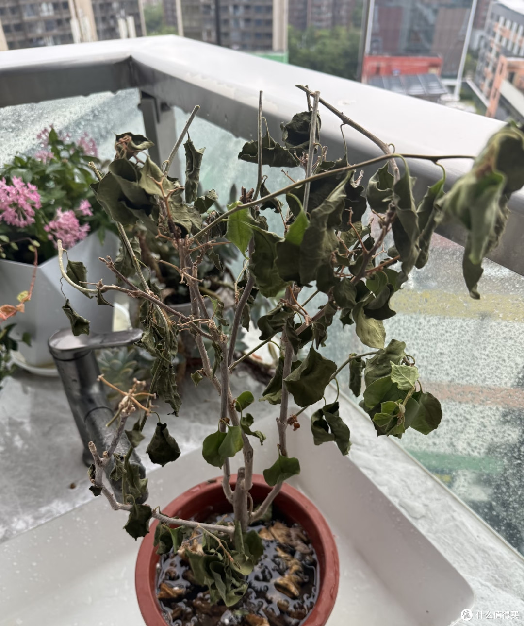 在阳台种8年三角梅,总结出3条铁律,不乱买肥照样能开成花瀑布