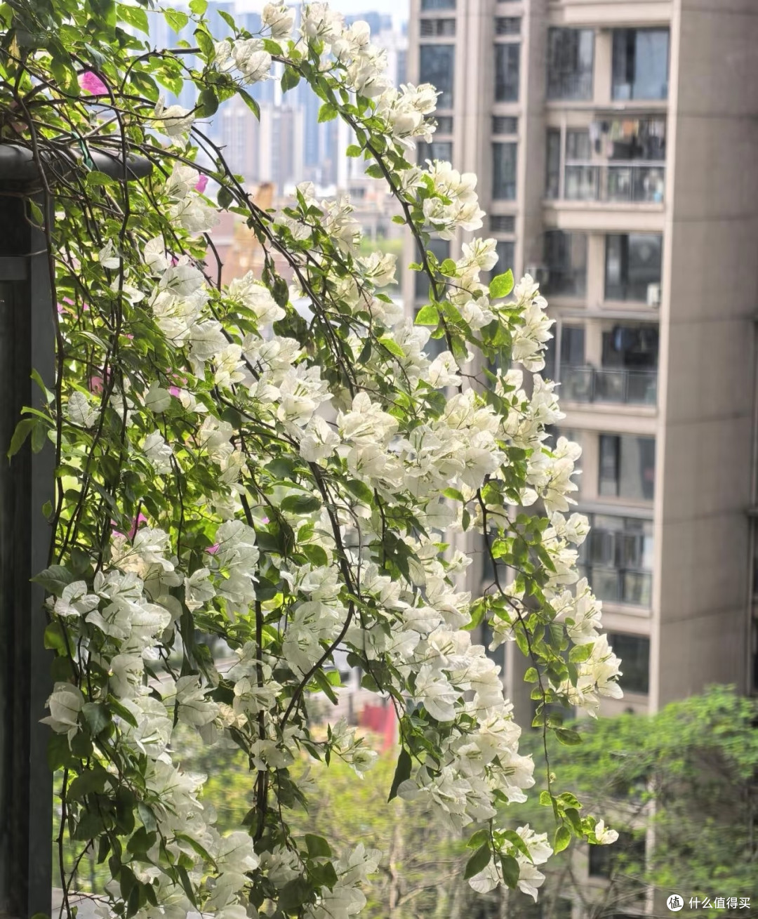 在阳台种8年三角梅,总结出3条铁律,不乱买肥照样能开成花瀑布