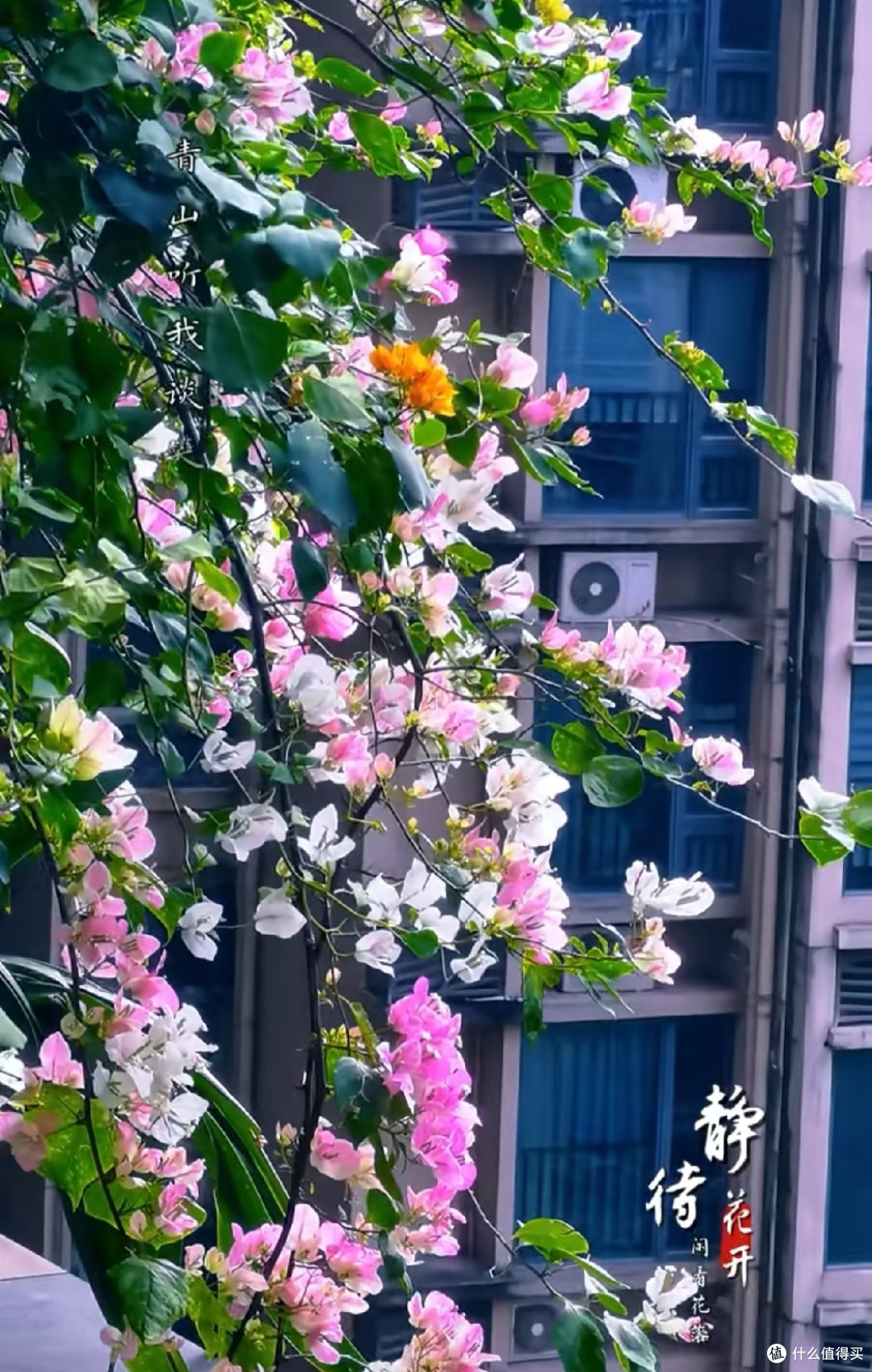 在阳台种8年三角梅,总结出3条铁律,不乱买肥照样能开成花瀑布