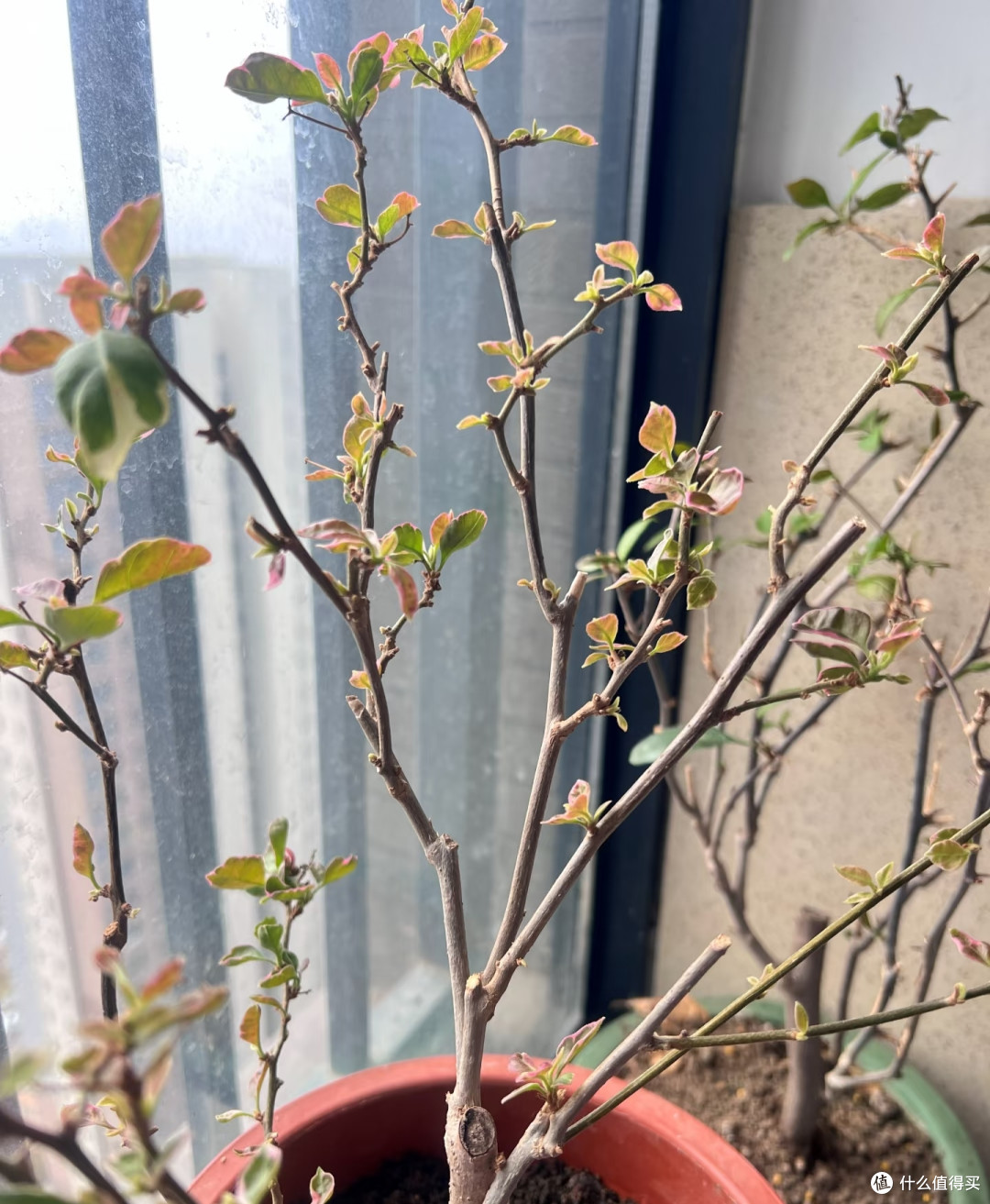 在阳台种8年三角梅,总结出3条铁律,不乱买肥照样能开成花瀑布