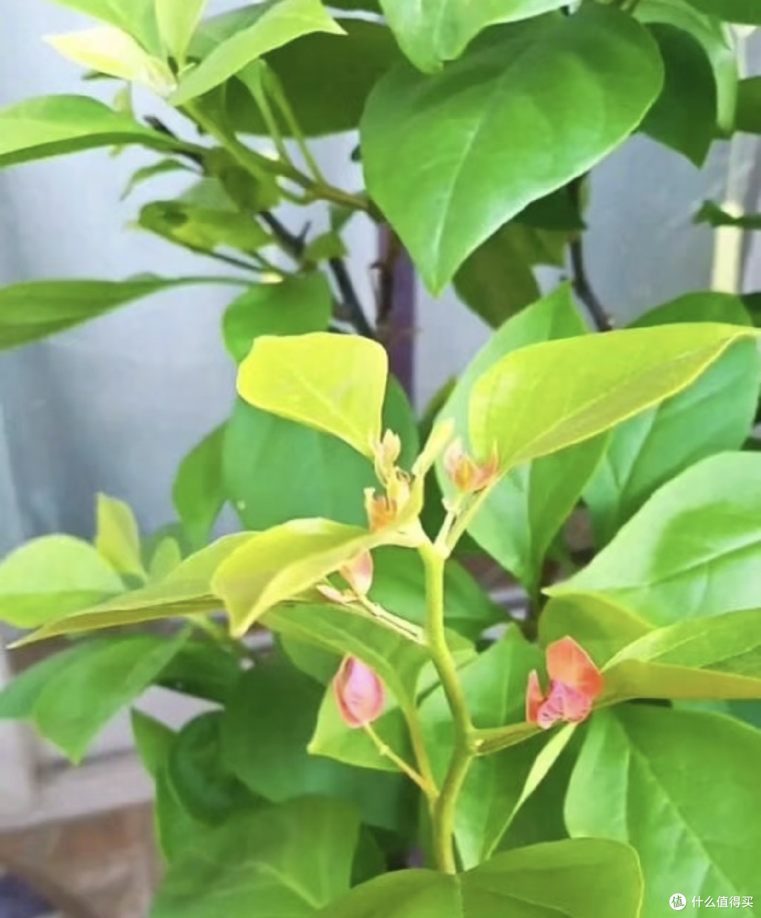 在阳台种8年三角梅,总结出3条铁律,不乱买肥照样能开成花瀑布