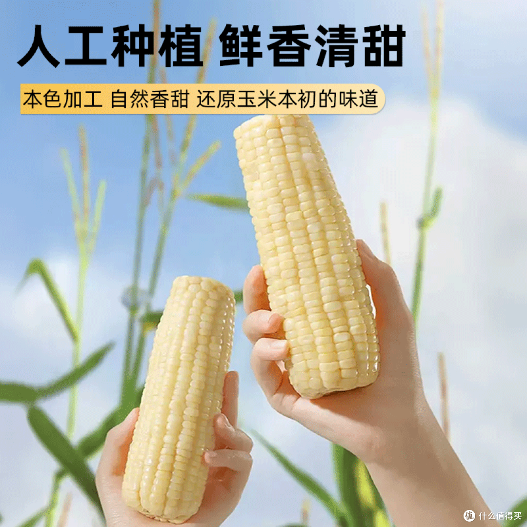 软糯拉丝!这根东北白糯玉米,一口吃出童年味道