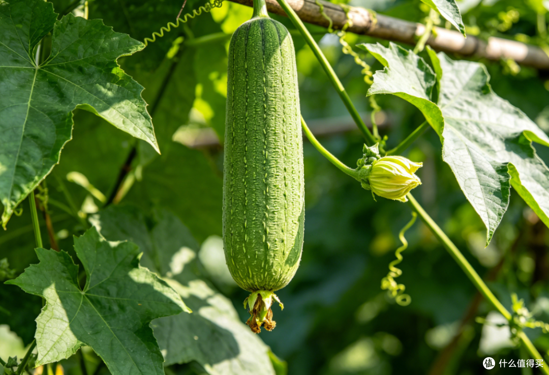 夏天放心吃!8种天生“抗虫”时令蔬菜,不用打农药,鲜嫩营养