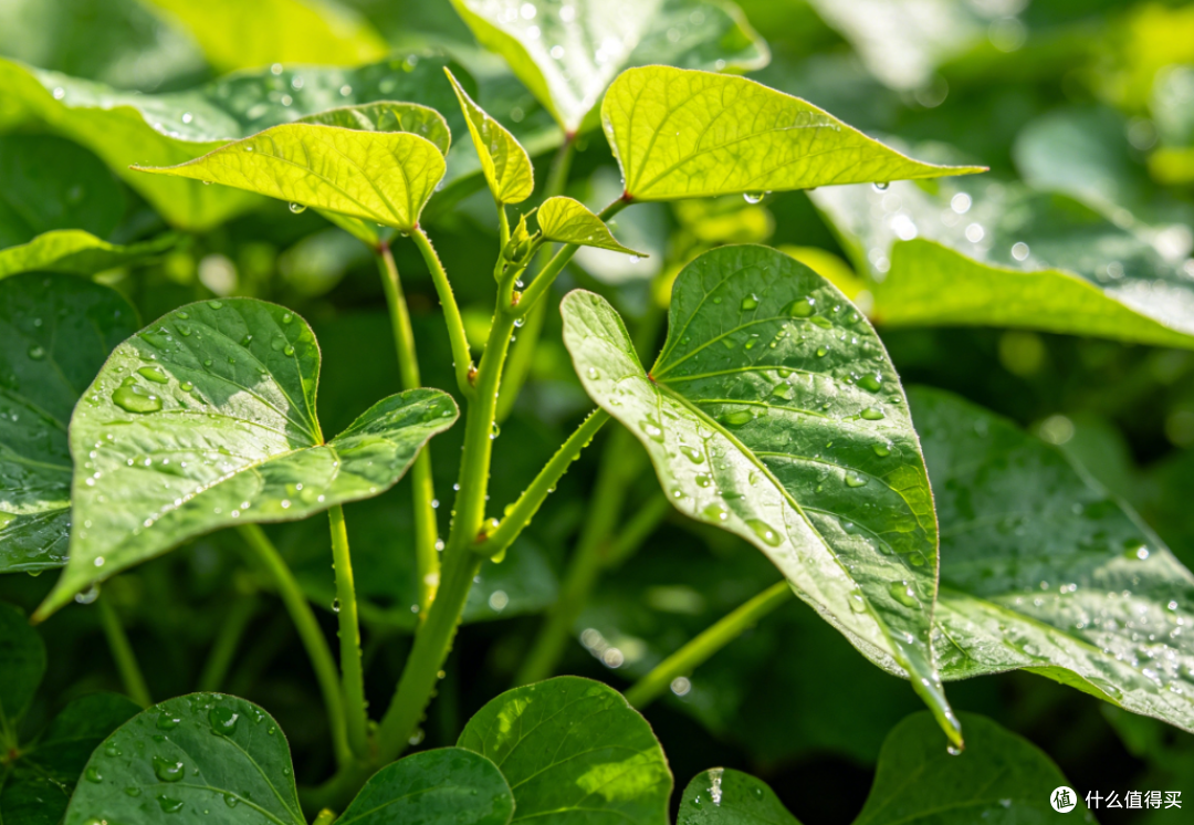 夏天放心吃!8种天生“抗虫”时令蔬菜,不用打农药,鲜嫩营养