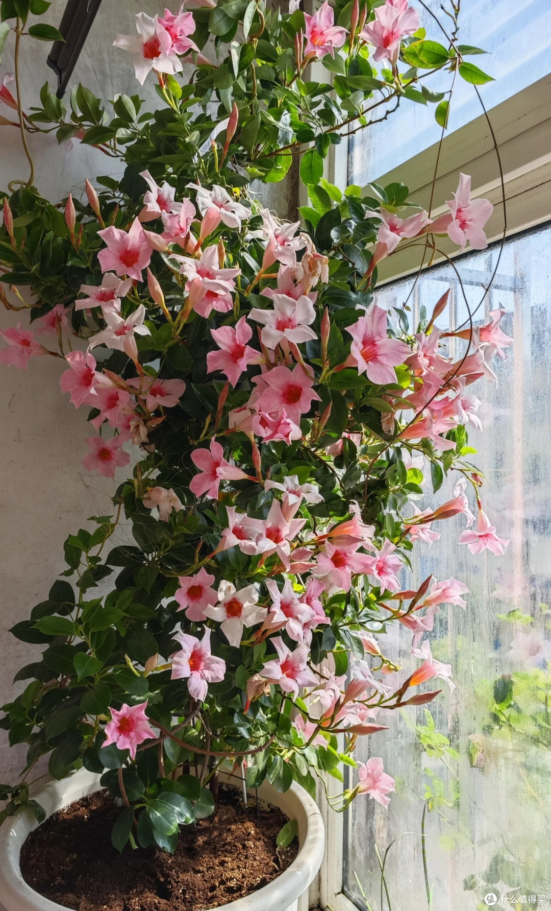 夏天十种花越热长得越快,记得常施肥,才能“开爆花”