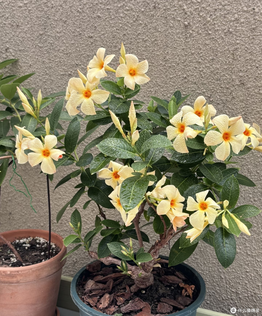 夏天十种花越热长得越快,记得常施肥,才能“开爆花”