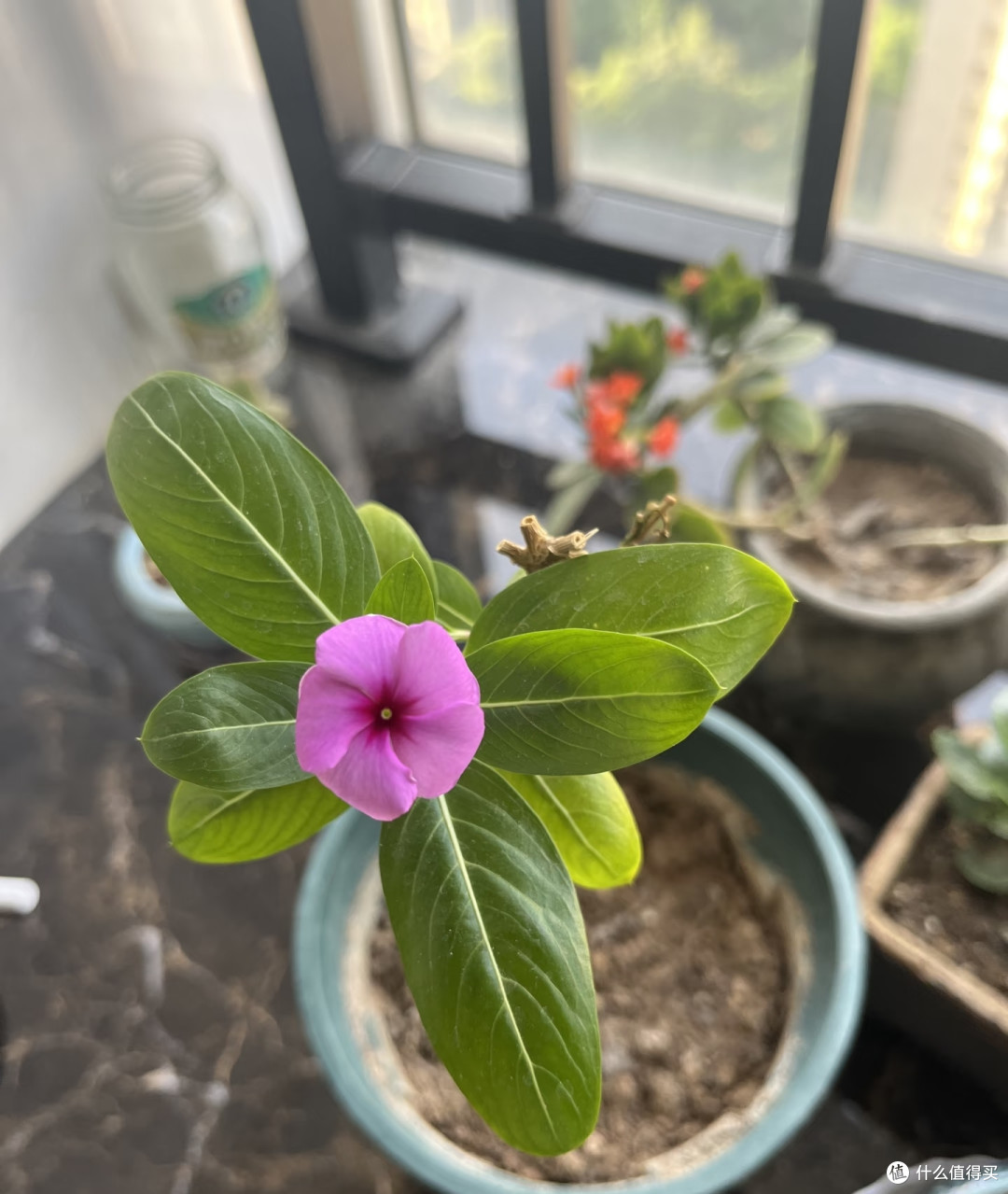 夏天十种花越热长得越快,记得常施肥,才能“开爆花”