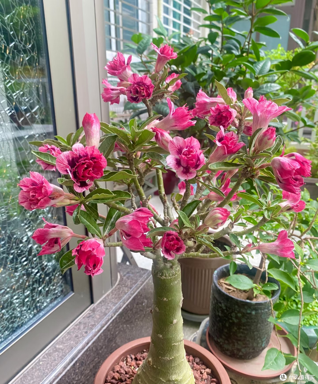 夏天十种花越热长得越快,记得常施肥,才能“开爆花”