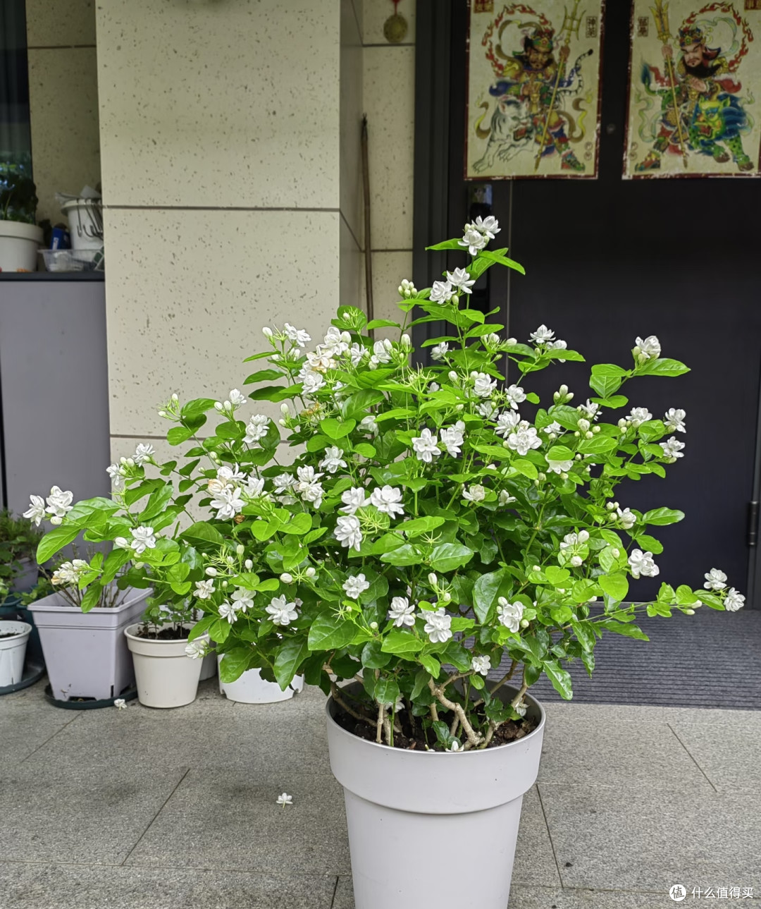 夏天十种花越热长得越快,记得常施肥,才能“开爆花”