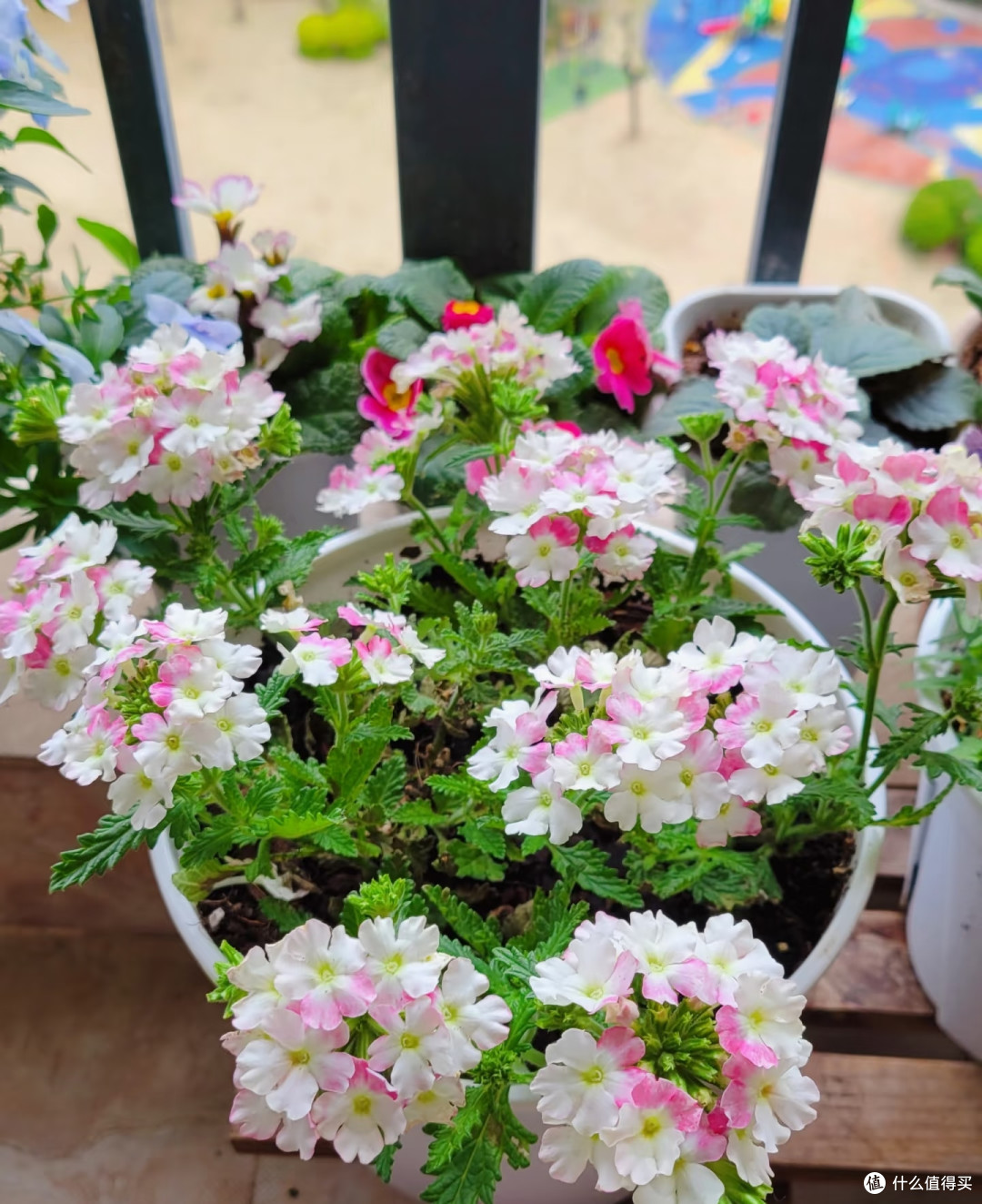 夏天十种花越热长得越快,记得常施肥,才能“开爆花”