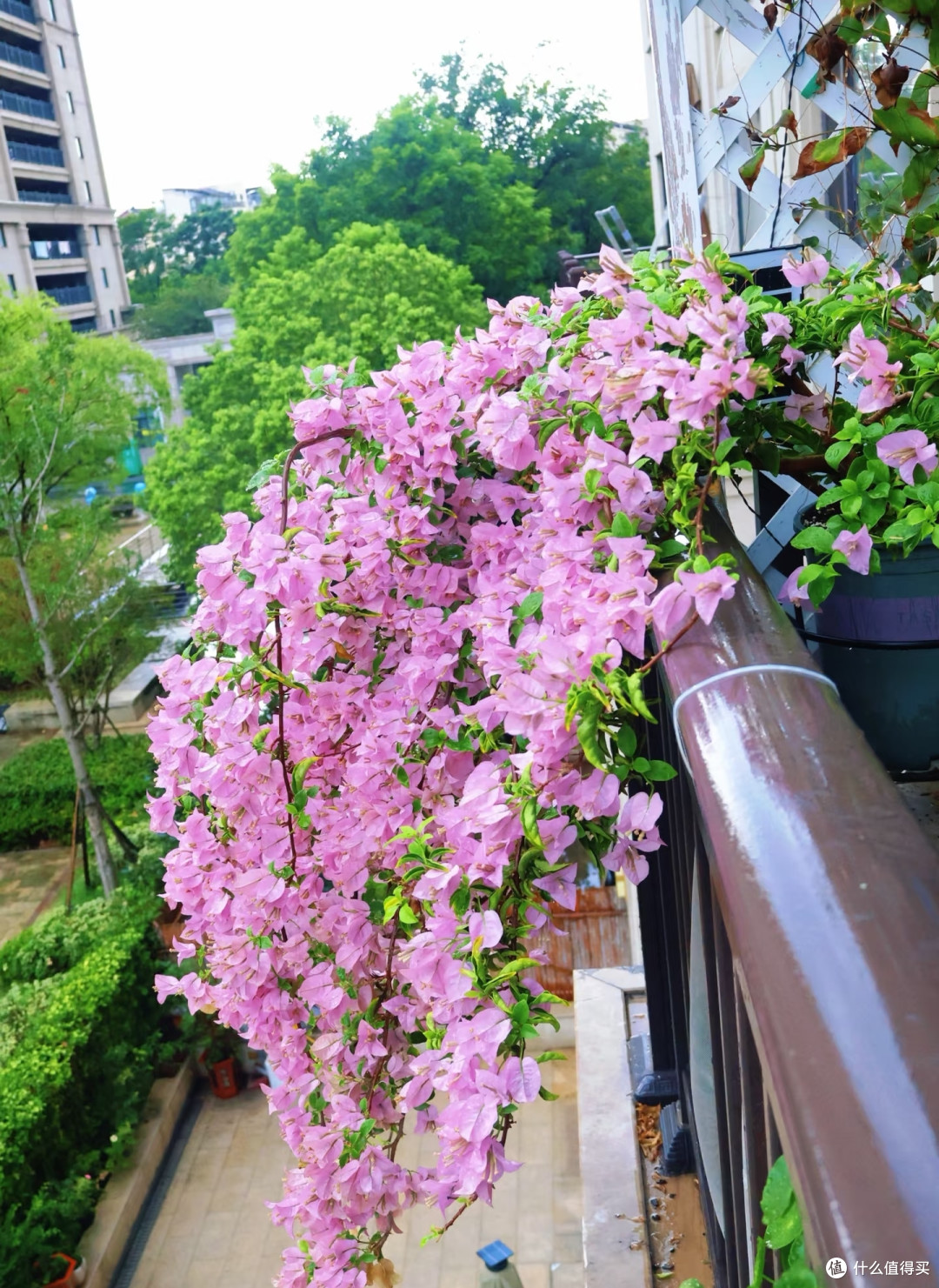 夏天十种花越热长得越快,记得常施肥,才能“开爆花”