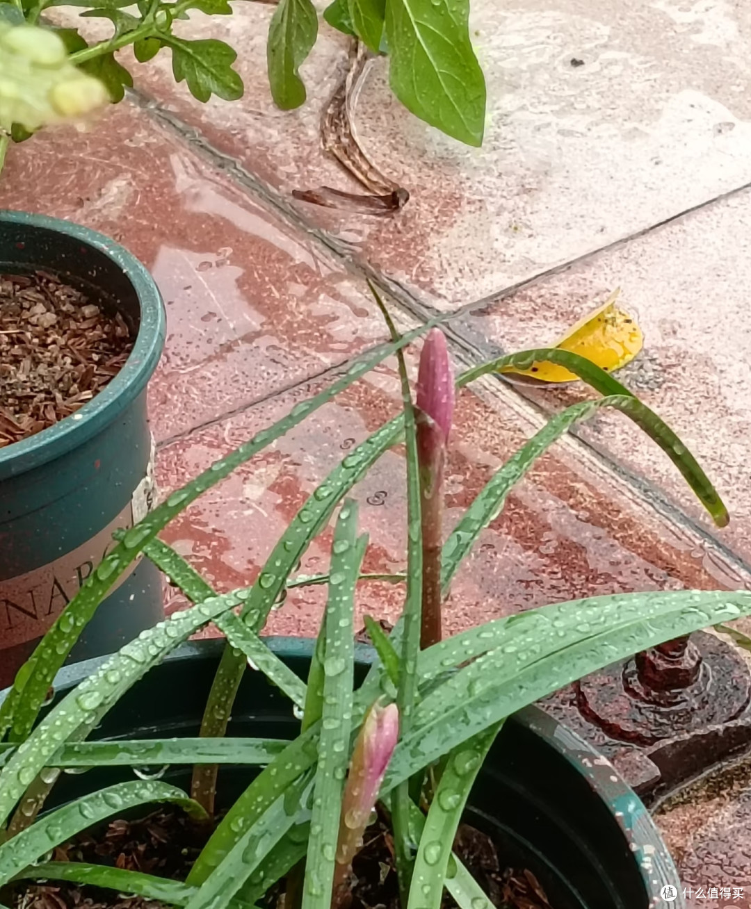 夏天十种花越热长得越快,记得常施肥,才能“开爆花”