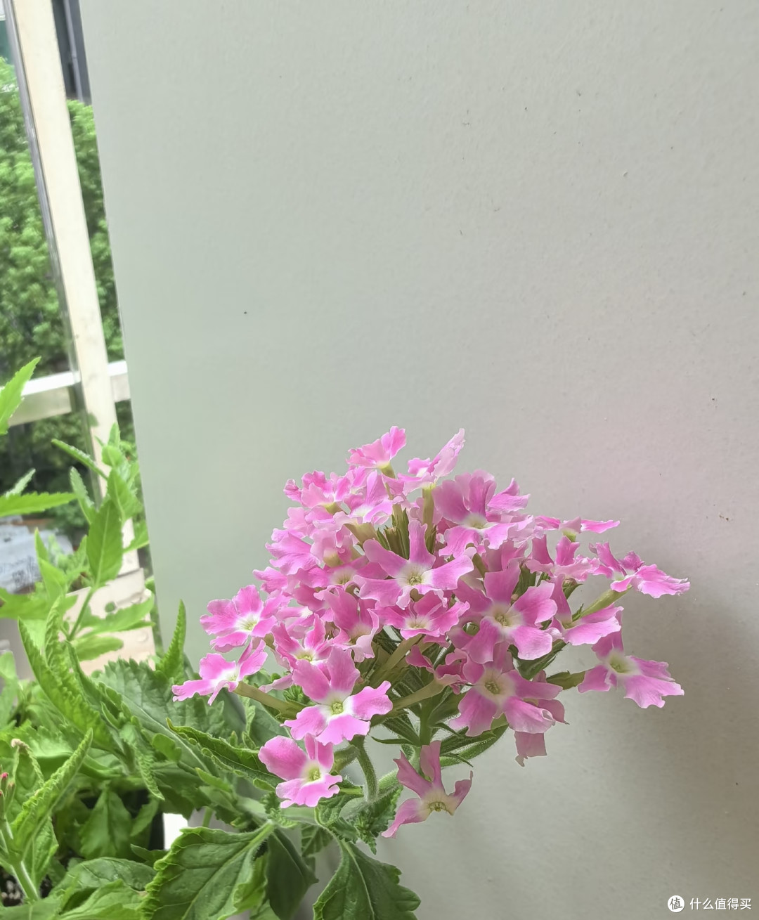 夏天十种花越热长得越快,记得常施肥,才能“开爆花”