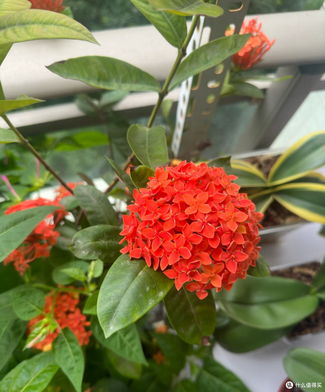 夏天十种花越热长得越快,记得常施肥,才能“开爆花”
