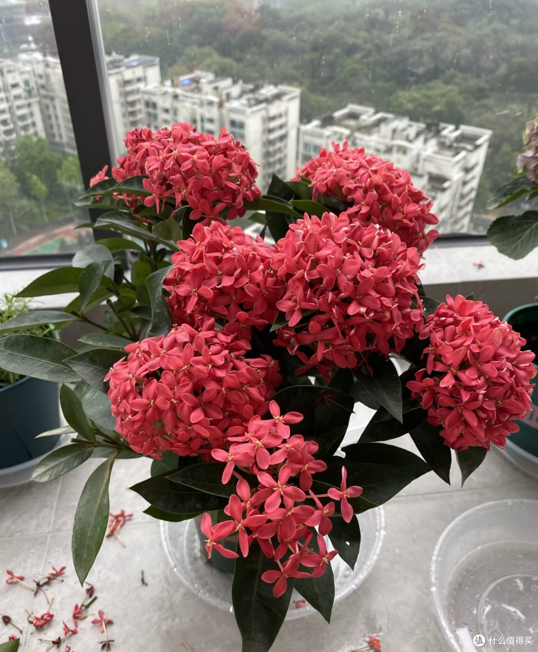 夏天十种花越热长得越快,记得常施肥,才能“开爆花”