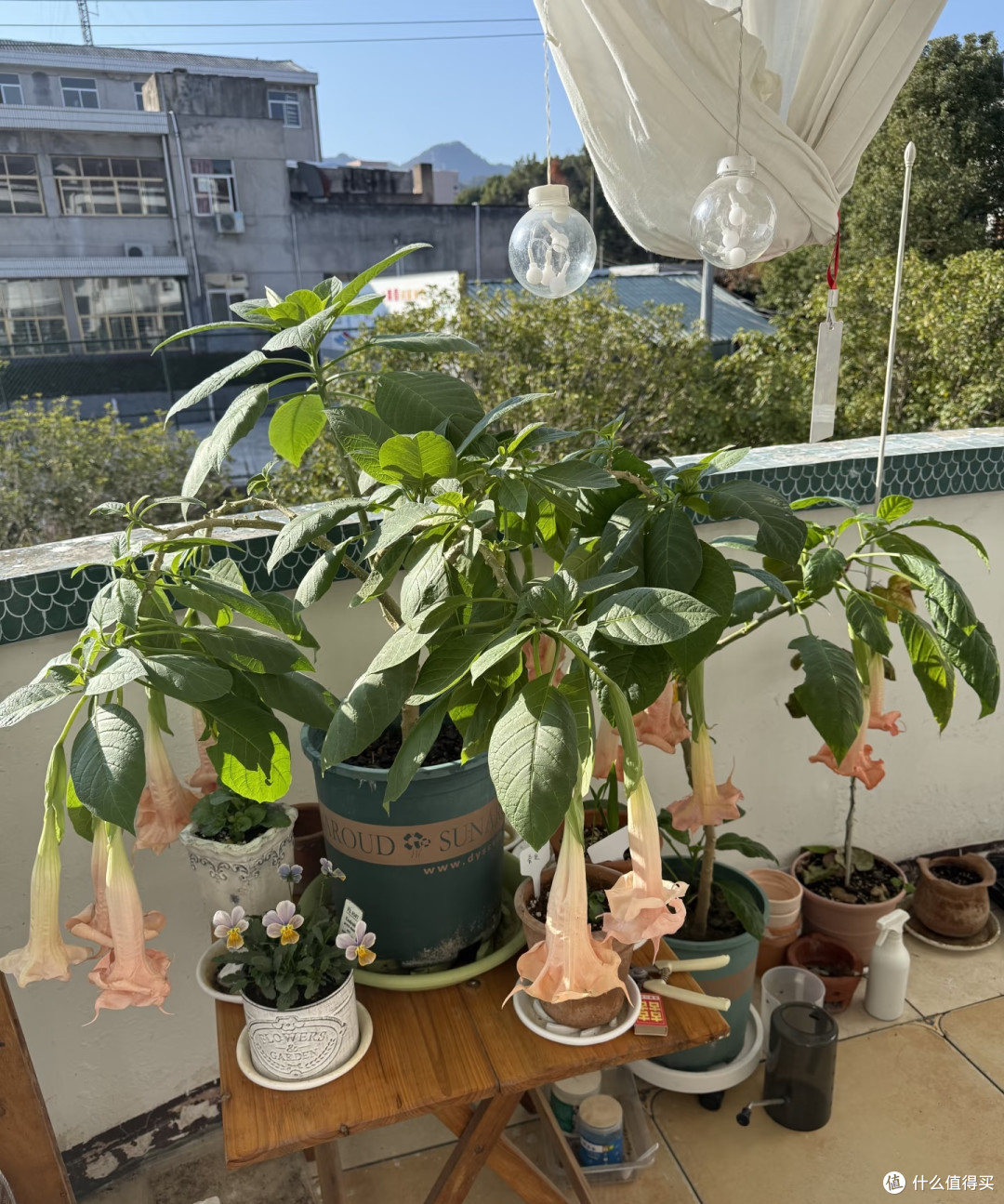 家里的5种“霉运花草”,赶紧搬走,小心福气远离